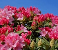 Rhododendron Yakushimanum 'Pink Cherub' - Rijk bloeiende Japanse Rhododendron - 1