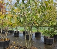 Davidia involucrata 'Sonoma' - Vaantjesboom 'Sonoma' - 5