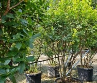 Arbutus unedo - Aardbeiboom - 1