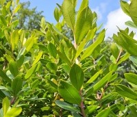Arbutus unedo - Aardbeiboom - 2