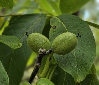 Juglans regia 'Plovdivski' - Walnoot 'Plovdivski' - 2