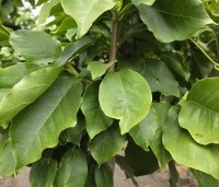Magnolia soulangeana 'Lennei' - Beverboom - 1