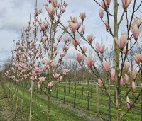 Magnolia 'Heaven Scent'  - Beverboom - 1