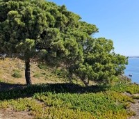 pinus pinea - Parasolden - 2