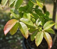 Oxydendrum arboreum - Zuurboom - blad in juni.