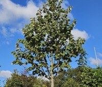 Tilia tomentosa 'Brabant' - Zilverlinde 'Brabant' - 1
