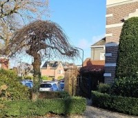 Ulmus 'Camperdownii' - Prieel-iep - 2
