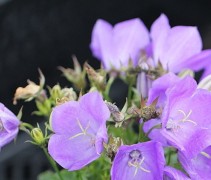 De Klokjesbloem is een schattige, blauw bloeiende vaste plant.