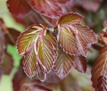 Fagus sylvatica 'Atropunicea' gekarteld en geribbeld blad