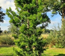 Taxodium distichum 'Peve Minaret'