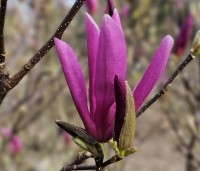 Magnolia 'Susan' - Beverboom - 2
