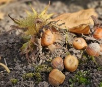 Corylus colurna - Turkse hazelaar - 6