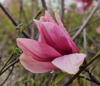 magnolia daybreak - Magnolia daybreak - eind april