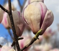Magnolia soulangeana 'Sundew' - Magnolia 'Sundew' - 3
