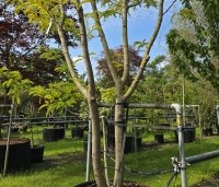 Gleditsia triacanthos 'Sunburst' - Valse christusdoorn - 1