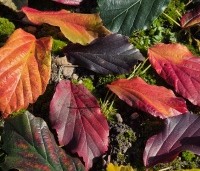 Parrotia persica - Perzisch IJzerhout - diverse herfstkleuren