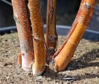 Betula albosinensis 'Fascination' - Zilverberk 'Fascination' - 10