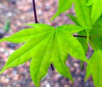 Acer palmatum 'Saoshika'
