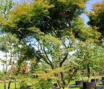 Acer palmatum Seiryu
