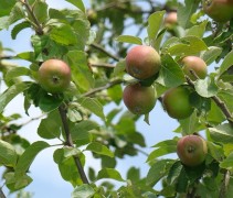 Malus domestica 'Summerred'
