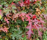 Quercus palustris - Moeraseik - 10