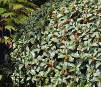 Osmanthus x burkwoodii - Schijnhulst - 3