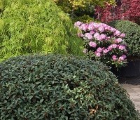 Osmanthus x burkwoodii - Schijnhulst - 1