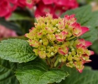 Hydrangea Forever & Ever Red - Hortensia Forever & Ever Red - 1