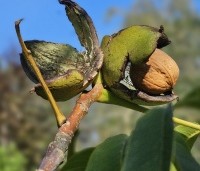 Juglans regia 'Buccaneer' - Walnoot - 3