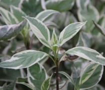 Cornus alba 'Elegantissima'