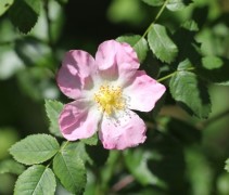 Rosa Canina