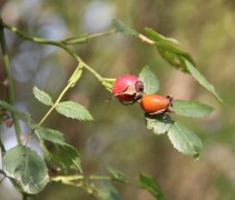 Rosa Canina