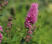 Spiraea x Billardii