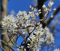 Amelanchier lamarckii - Krentenboompje - 1