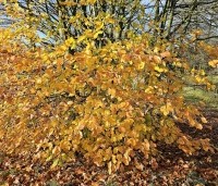 Fagus sylvatica - Groene beuk - 2