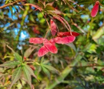 Acer palmatum 'Sumi-Nagashi'