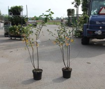 Amelanchier lamarckii