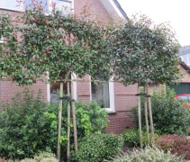 Photinia Glansmispel