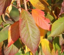 Prunus serrulata 'Amanogawa'