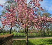 Prunus serrulata 'Kanzan' - Sierkers, kanzan - 1