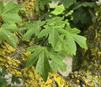 Acer campestre - Veldesdoorn - 1