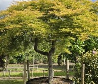 Acer palmatum 'Dissectum' - Japanse esdoorn 'Dissectum' - 2