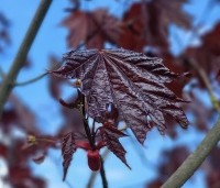 Acer platanoides 'Royal Red' - Roodbladige Noorse Esdoorn - 2