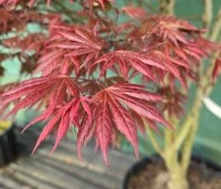 Acer palmatum 'Trompenburg' - Japanse Esdoorn 'Trompenburg' - 2