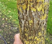 Carya illinoinensis - Pecannoot - 2