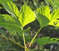 Humulus lupulus - Hop - 1