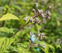 Deutzia hybrida 'Mont Rose' - Bruidsbloem 'Mont Rose' - 1