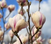 Magnolia soulangeana 'Sundew' - Magnolia 'Sundew' - 4