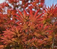 Acer palmatum 'Trompenburg' - Japanse Esdoorn 'Trompenburg' - 1