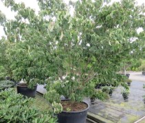 Cornus Kousa